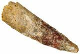 Fossil Spinosaurus Tooth - Real Dinosaur Tooth #294015-1